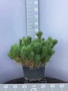 Pinus mugo mughus 50-60 cm cont. 15L - afbeelding 3