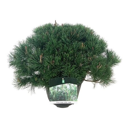 Pinus mugo mughus 50-60 cm cont. 15L - afbeelding 4