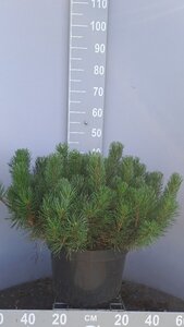Pinus mugo mughus 50-60 cm cont. 15L - afbeelding 2