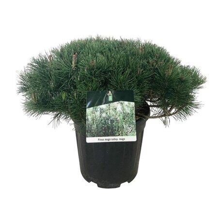 Pinus mugo mughus 50-60 cm cont. 15L - afbeelding 5