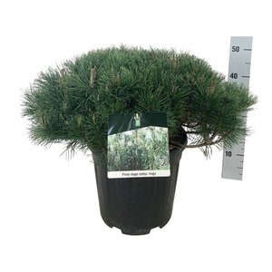 Pinus mugo mughus 50-60 cm cont. 15L - afbeelding 6