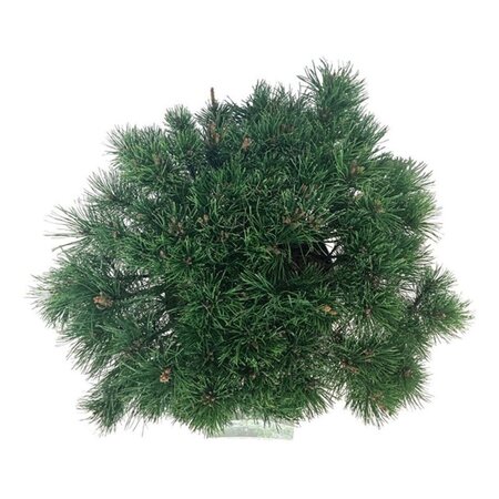 Pinus mugo mughus 50-60 cm cont. 15L - afbeelding 7