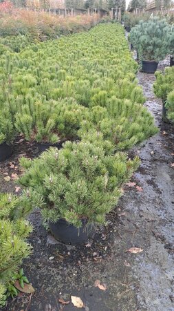 Pinus mugo mughus 50-60 cm cont. 15L - image 1