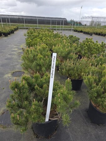Pinus mugo mughus 50-60 cm cont. 15L - image 2