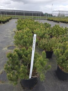 Pinus mugo mughus 50-60 cm cont. 15L - image 2