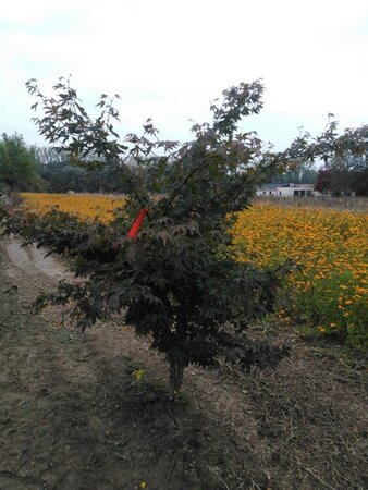 Acer pal. 'Osakazuki' 150-175 cm met kluit