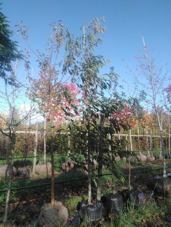 Alnus spaethii 14-16 cm BAG geveerd