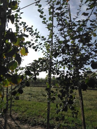 Populus tremula 8-10 Hoogstam met kluit