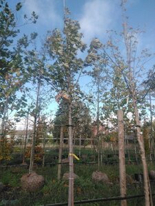 Acer freemanii 'Celzam' = 'Celebration' 12-14 Hoogstam draadkluit 2 X verplant