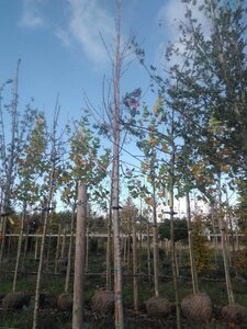 Acer freemanii 'Celzam' = 'Celebration' 14-16 Hoogstam draadkluit 3 X verplant