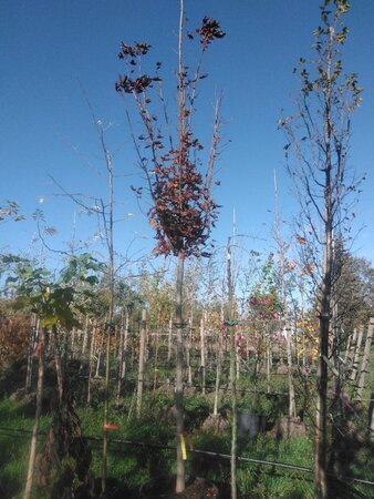 Acer plat. 'Crimson Sentry' 16-18 Hoogstam container - afbeelding 2