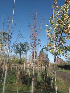 Acer plat. 'Crimson Sentry' 16-18 Hoogstam container