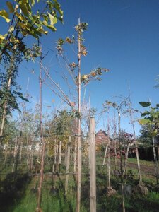 Acer plat. 'Drummondii' 14-16 Hoogstam BAG