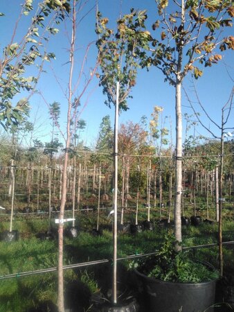 Acer plat. 'Globosum' 10-12 Hoogstam BAG 3 X verplant