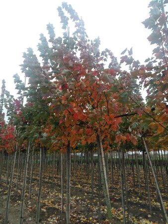 Acer rubrum Fairview Flame 10-12 Hoogstam wortelgoed