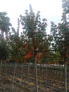 Acer rubrum Fairview Flame 12-14 Hoogstam wortelgoed 2 X verplant
