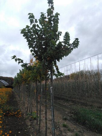 Acer rubrum 'Scanlon' 14-16 Hoogstam wortelgoed 3 X verplant boven vered. - afbeelding 1