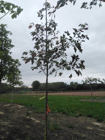 Aesculus flava 'Vestita' 10-12 Hoogstam met kluit