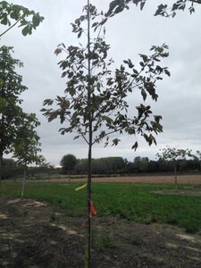 Aesculus flava 'Vestita' 10-12 Hoogstam met kluit