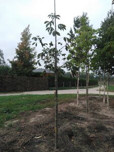 Aesculus flava 'Vestita' 12-14 Hoogstam draadkluit 2 X verplant