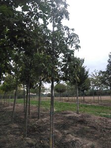 Aesculus flava 'Vestita' 14-16 Hoogstam draadkluit 2 X verplant