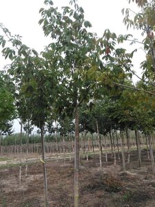 Aesculus flava 'Vestita' 18-20 Hoogstam draadkluit 3 X verplant