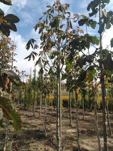 Aesculus hippocastanum 14-16 Hoogstam wortelgoed 3 X verplant boven vered.