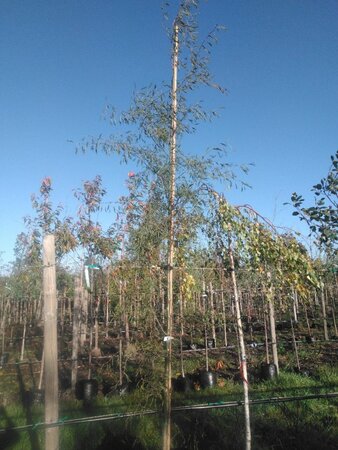 Alnus glutinosa 'Imperialis' 12-14 Hoogstam BAG