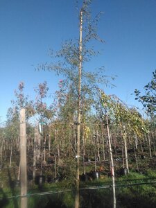 Alnus glutinosa 'Imperialis' 12-14 Hoogstam BAG