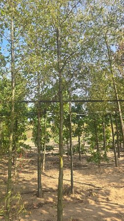 Alnus glutinosa 'Imperialis' 16-18 Hoogstam draadkluit 3 X verplant