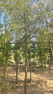 Alnus glutinosa 'Imperialis' 16-18 Hoogstam draadkluit 3 X verplant