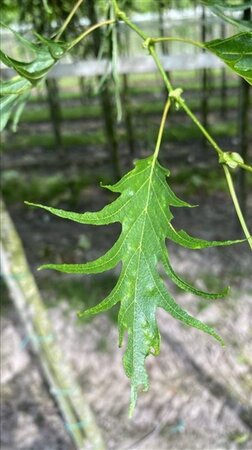 Alnus glutinosa 'Imperialis' 18-20 Hoogstam draadkluit 3 X verplant - afbeelding 2