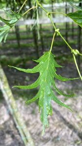 Alnus glutinosa 'Imperialis' 18-20 Hoogstam draadkluit 3 X verplant - afbeelding 2