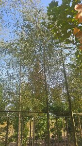 Alnus glutinosa 'Imperialis' 18-20 Hoogstam draadkluit 3 X verplant