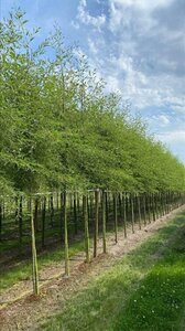 Alnus glutinosa 'Imperialis' 18-20 Hoogstam draadkluit 3 X verplant - afbeelding 3