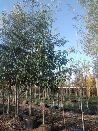 Alnus spaethii 20-25 Hoogstam draadkluit 3 X verplant - afbeelding 3