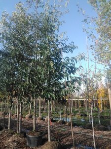 Alnus spaethii 20-25 Hoogstam draadkluit 3 X verplant - afbeelding 3