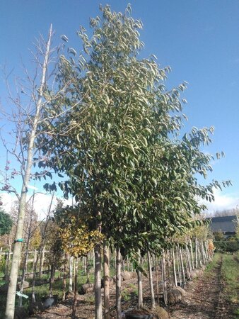 Alnus spaethii 30-35 Hoogstam draadkluit 4 X verplant