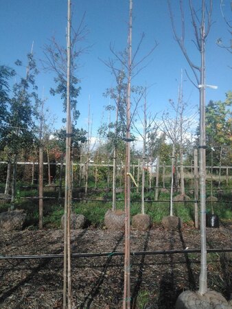 Amelanchier arborea 'Robin Hill' 6-8 Hoogstam BAG