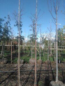 Amelanchier arborea 'Robin Hill' 6-8 Hoogstam BAG