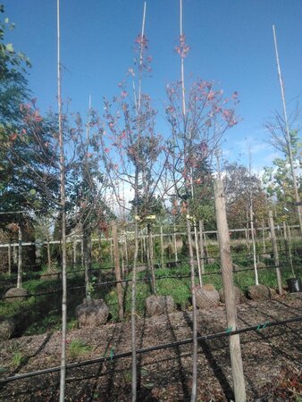 Amelanchier can. 'Glennform' 10-12 Hoogstam BAG 3 X verplant