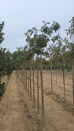 Prunus ser. 'Fugenzo'=Shirofugen 10-12 Hoogstam wortelgoed onder vered.