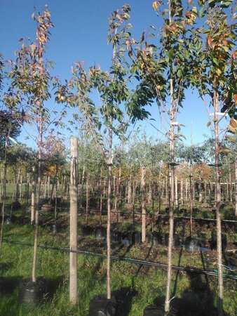 Prunus ser. 'Kanzan' 10-12 Hoogstam BAG 3 X verplant