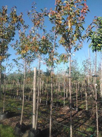 Prunus ser. 'Kanzan' 12-14 Hoogstam BAG
