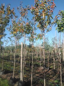 Prunus ser. 'Kanzan' 12-14 Hoogstam BAG