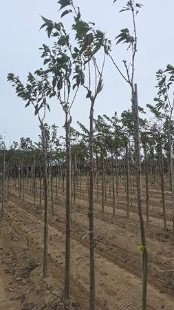 Prunus ser. 'Kanzan' 12-14 Hoogstam wortelgoed 2 X verplant boven vered.