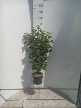 Ribes sanguineum 80-100 cm cont. 4,0L