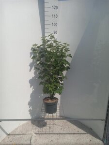 Ribes sanguineum 80-100 cm cont. 4,0L