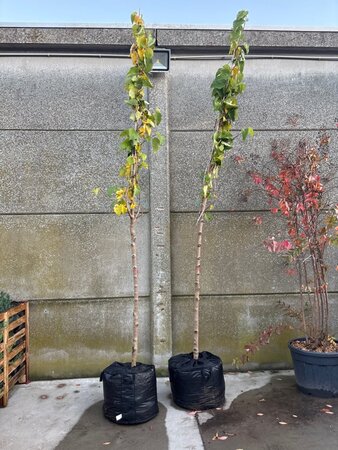 Morus nigra 10-12 Hoogstam BAG - afbeelding 1