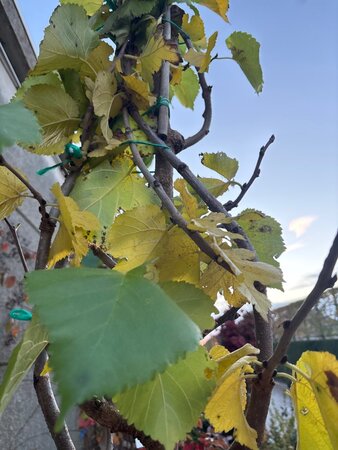 Morus nigra 10-12 Hoogstam BAG - afbeelding 2